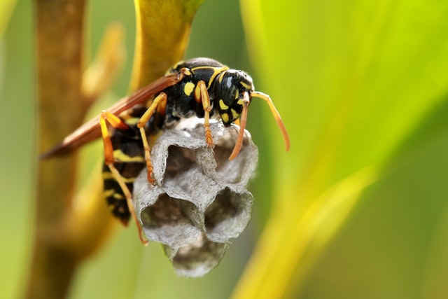 9-Signs-You-Need-a-Wasp-Exterminator-in-Australia