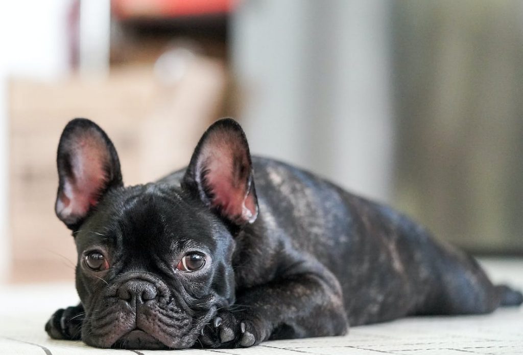 9-Essential-Tips-for-Caring-for-French-Bulldogs-in-Sydney
